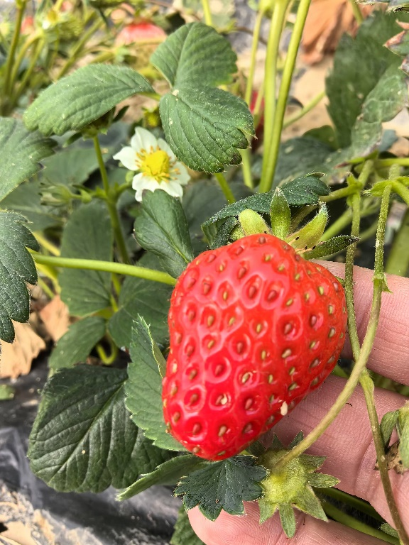 情暖三八 遇见“莓”好|我院开展三八节草莓采摘主题活动